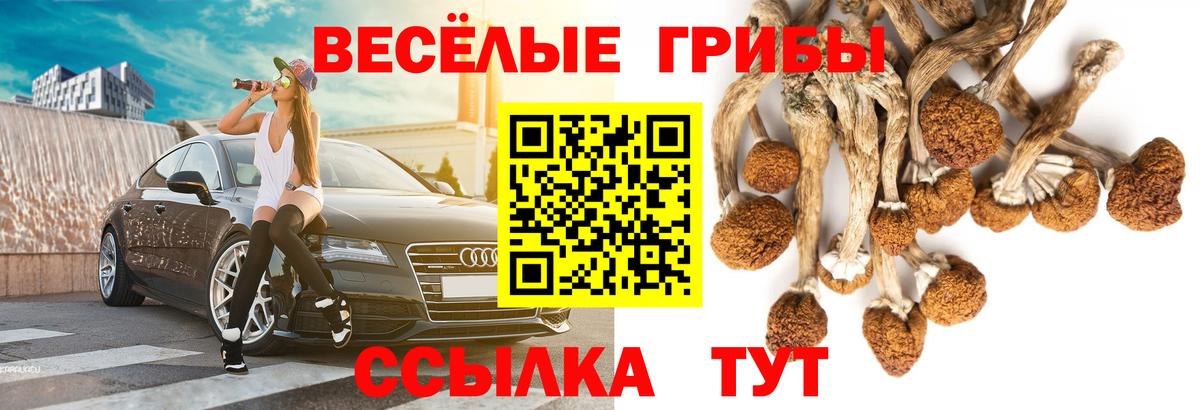 Псилоцибиновые грибы Psilocybe Свободный